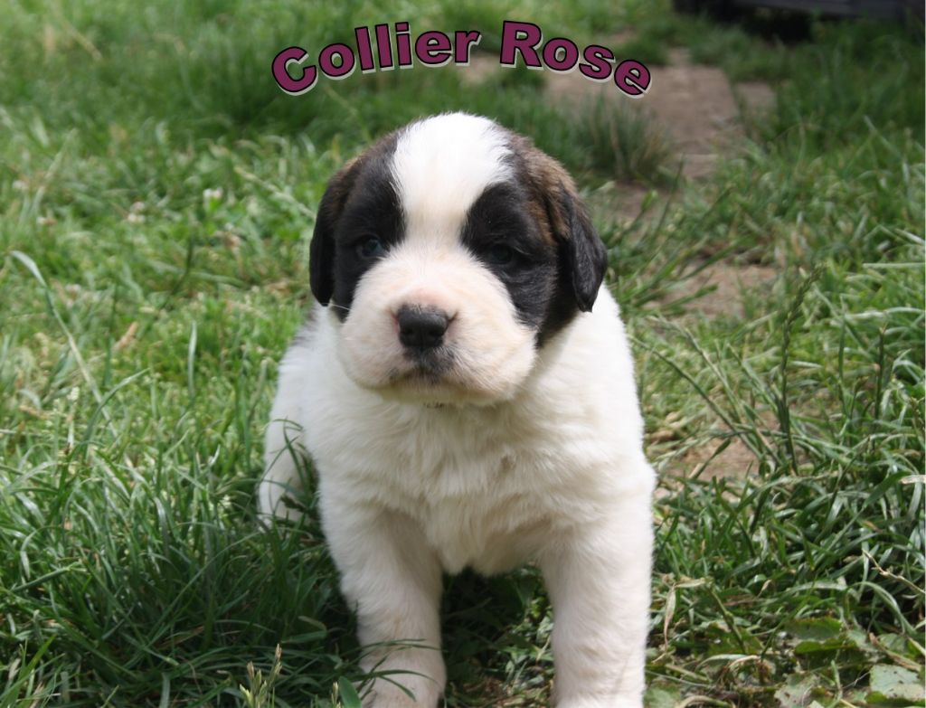 De La Maison De Ruby - Chiot disponible  - Chien du Saint-Bernard