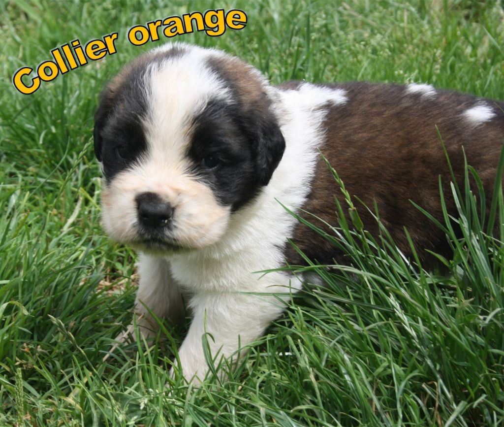 De La Maison De Ruby - Chiot disponible  - Chien du Saint-Bernard