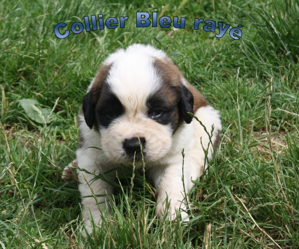 De La Maison De Ruby - Chiot disponible  - Chien du Saint-Bernard