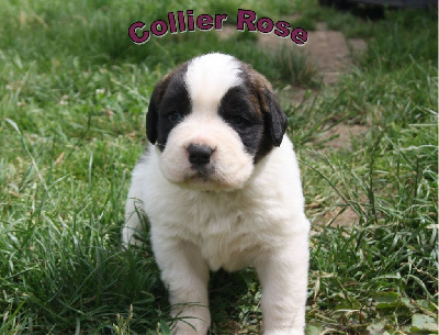 Collier Rose