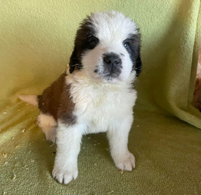 De La Maison De Ruby - Chien du Saint-Bernard - Portée née le 09/10/2023